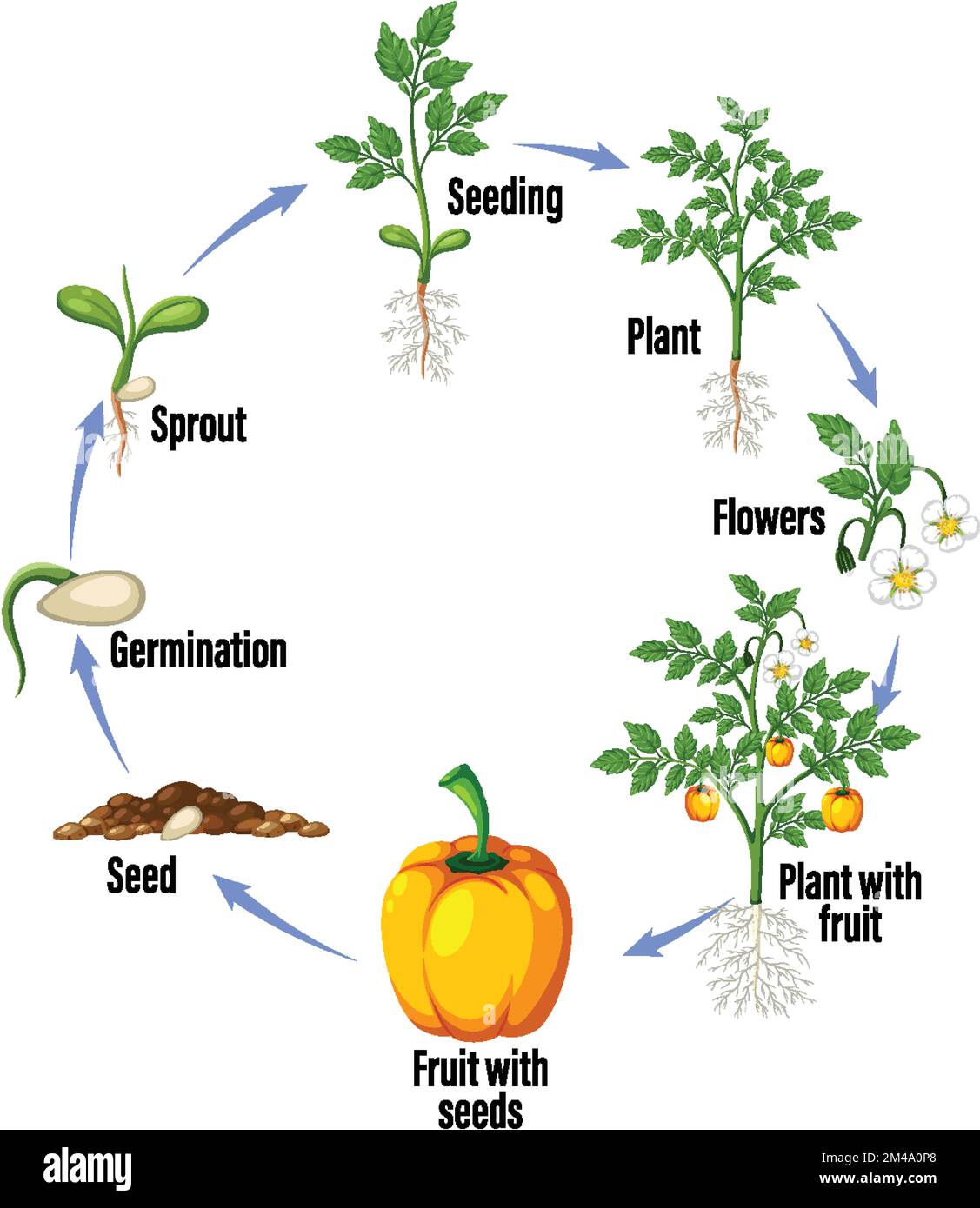 Life cycle of a plant diagram illustration Stock Vector Image & Art - Alamy