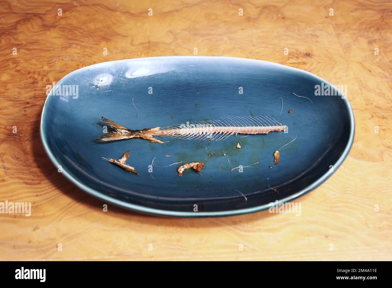 Close up of perfectly eaten pacific saury fish bone spine, ribs and tail in blue food plate. Healthy Japanese food Stock Photo