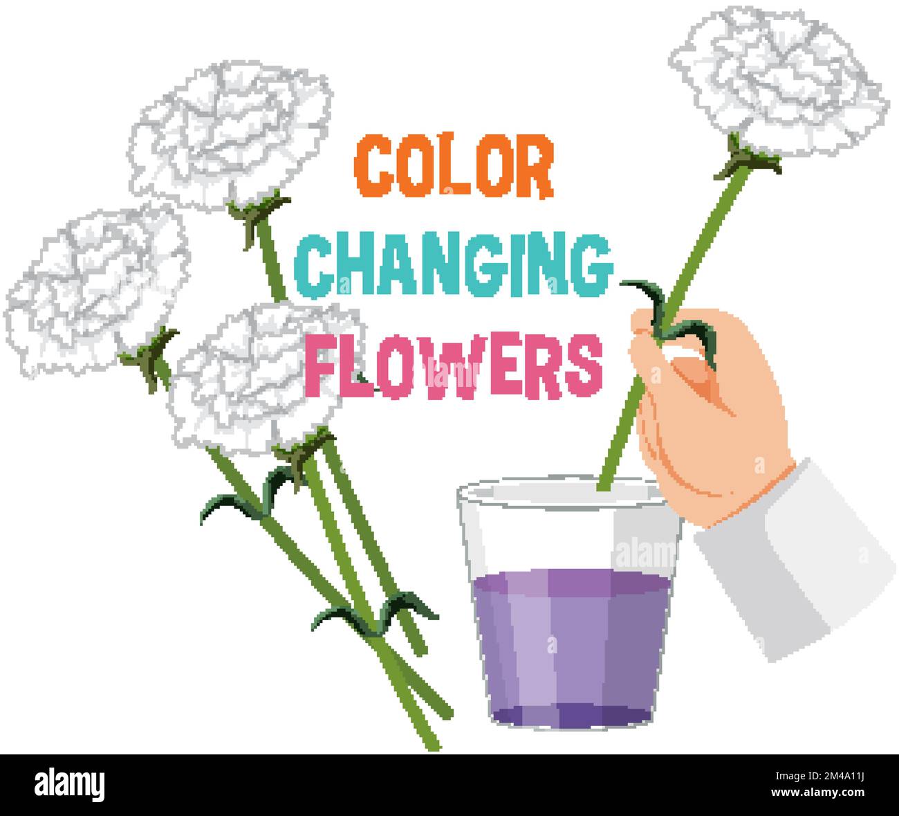 Colour changing flower science experiment illustration Stock Vector