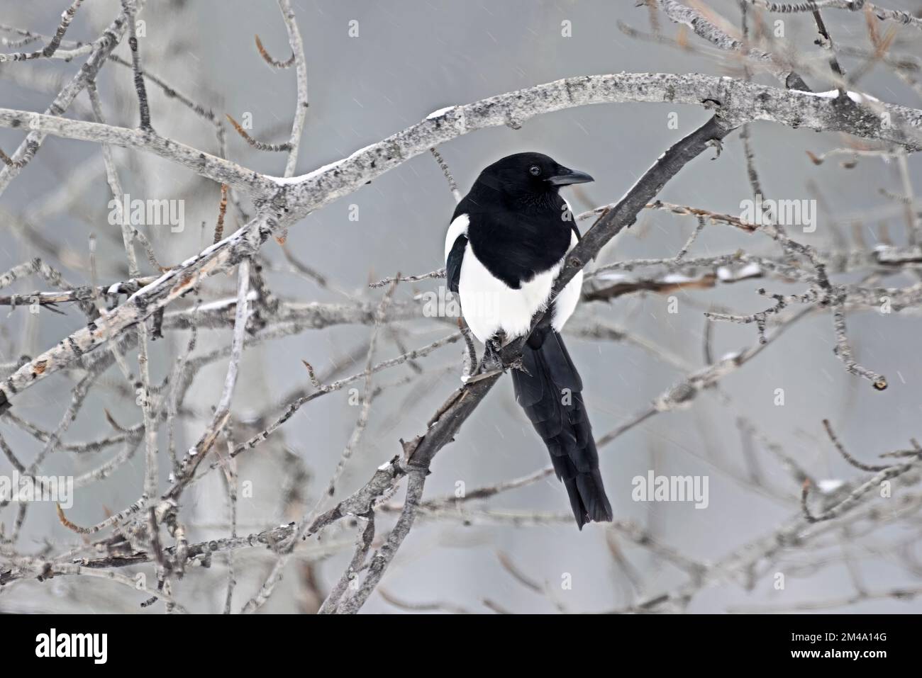 A Black-billed Magpie 'Pica pica', perched in some bushes during a snow storm in rural Alberta Canada. Stock Photo
