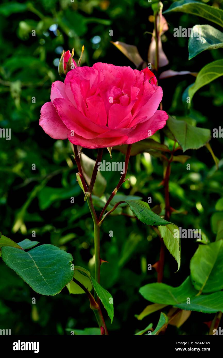 A beautiful red rose growing in a flower garden on Vancouver Island British Columbia Canada. Stock Photo