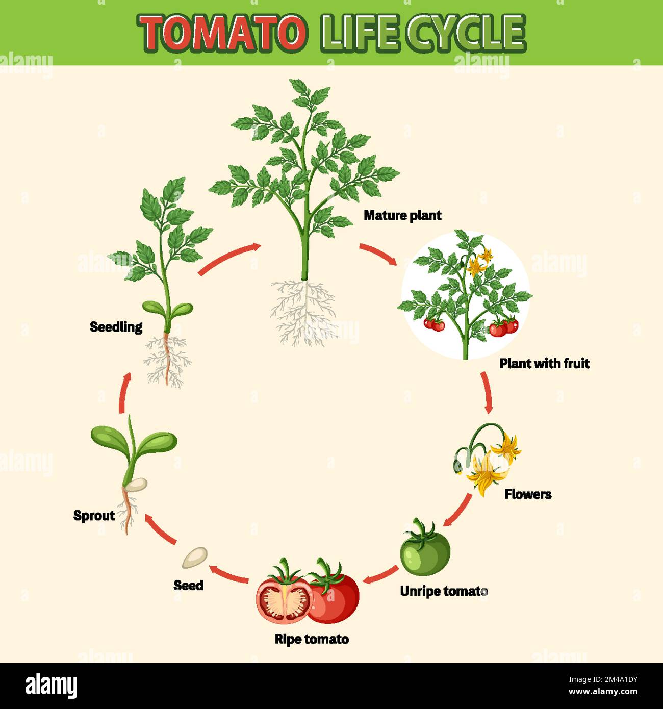 Life cycle of a tomato plant diagram illustration Stock Vector Image & Art Alamy
