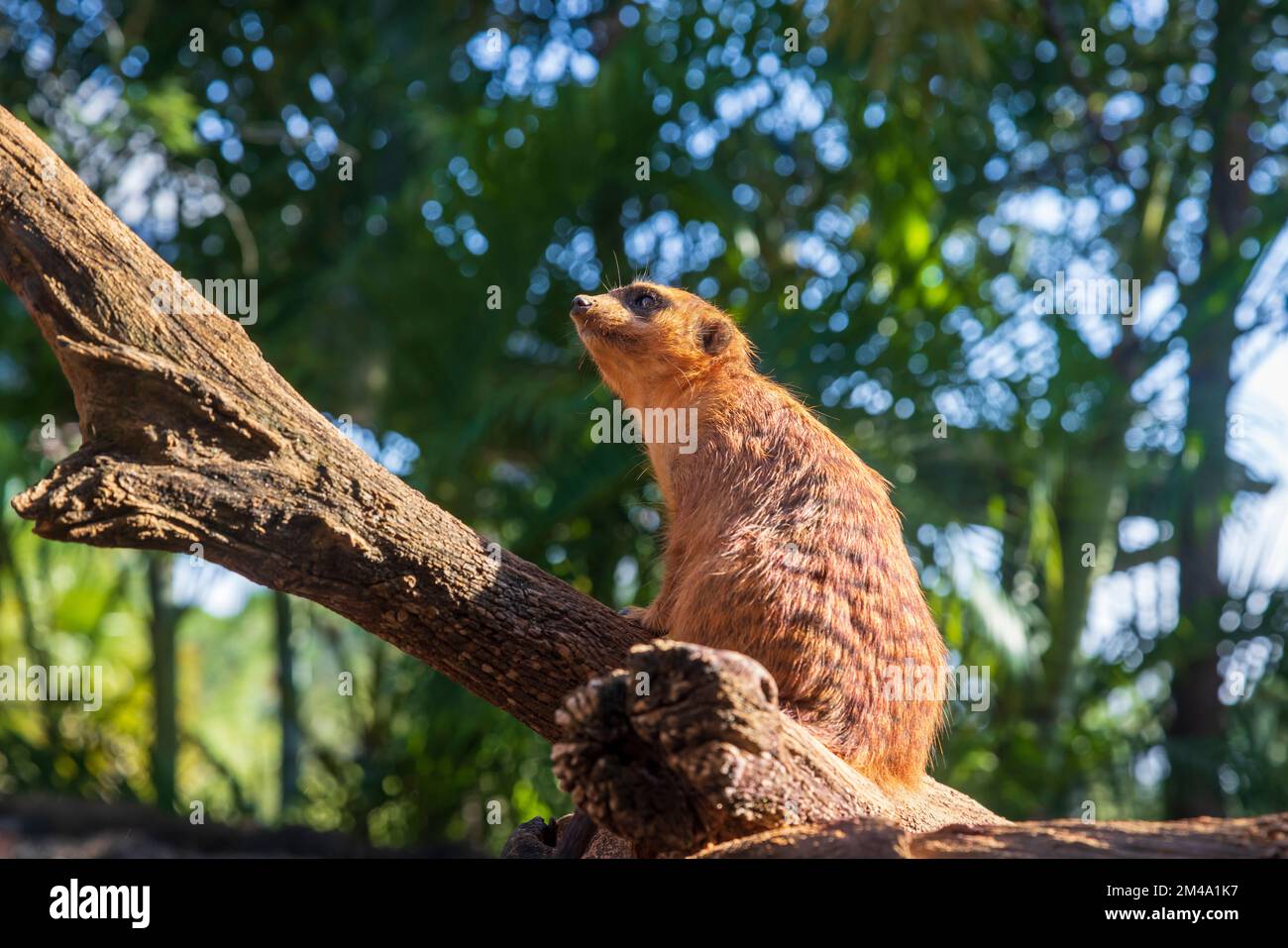 Meercat Guard Meerkat guard keeping an eye out for predators Stock Photo - Alamy
