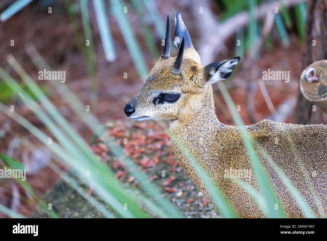 Klipspringer antelope Stock Photo