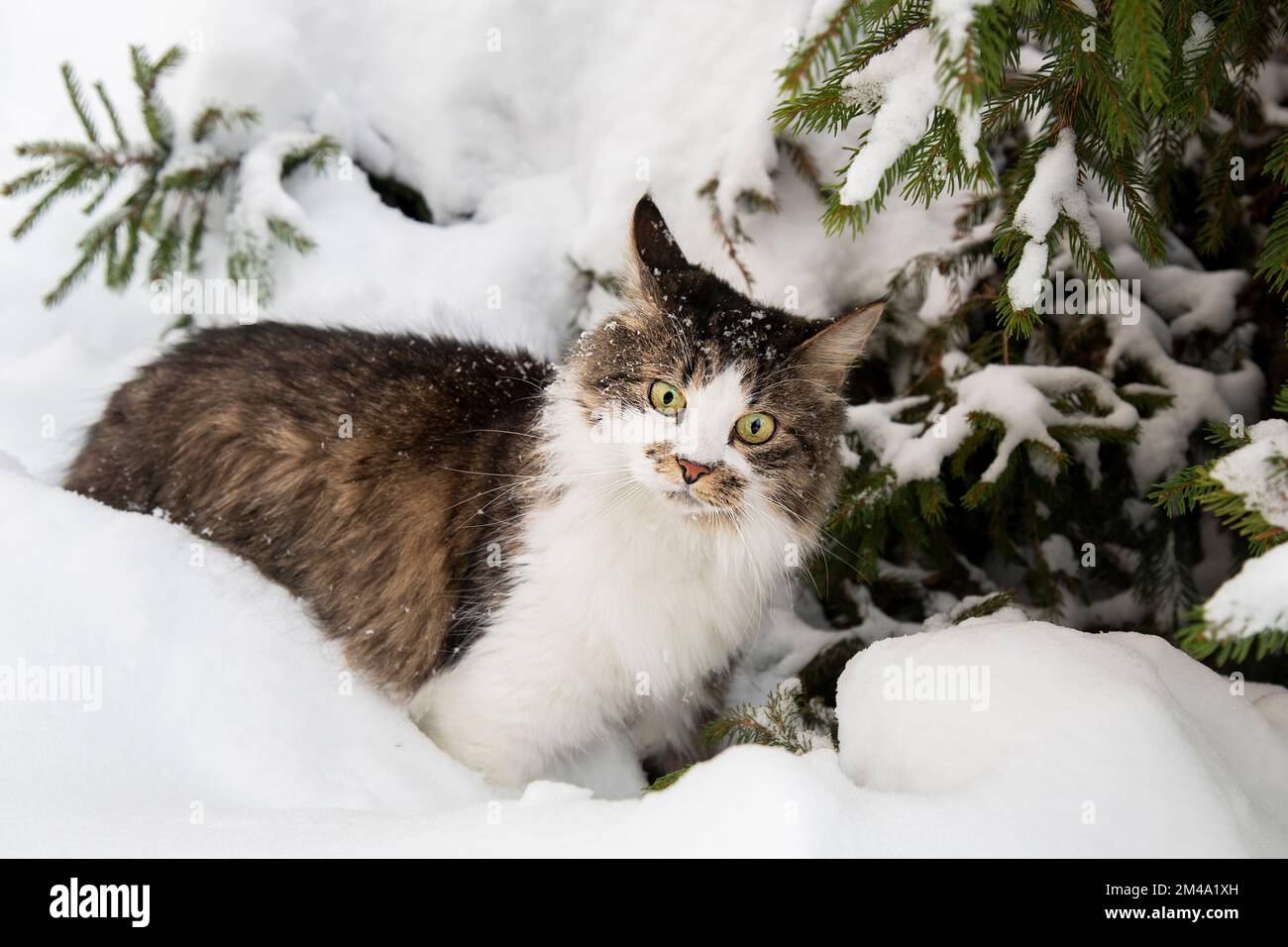 A cat in winter in the snow under a fir tree. A cat in the winter