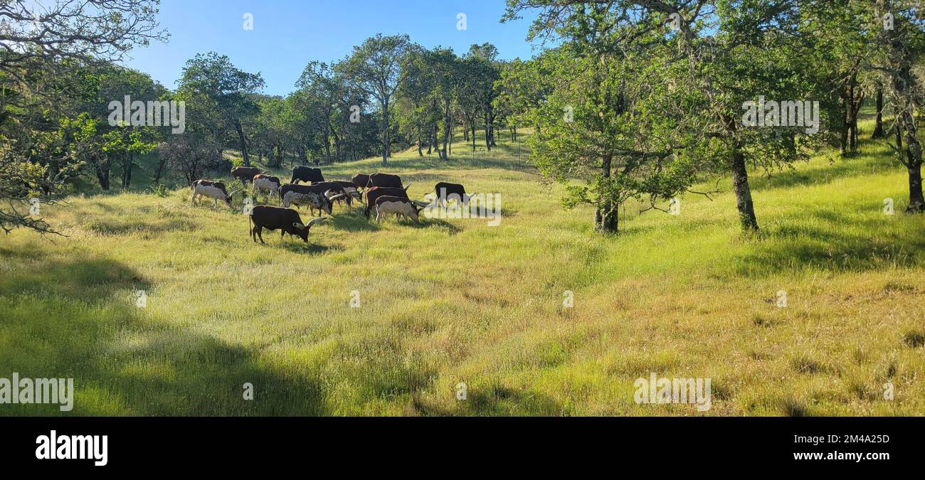 A panoramic view of cows grazing on green lawn fields farm with trees ...