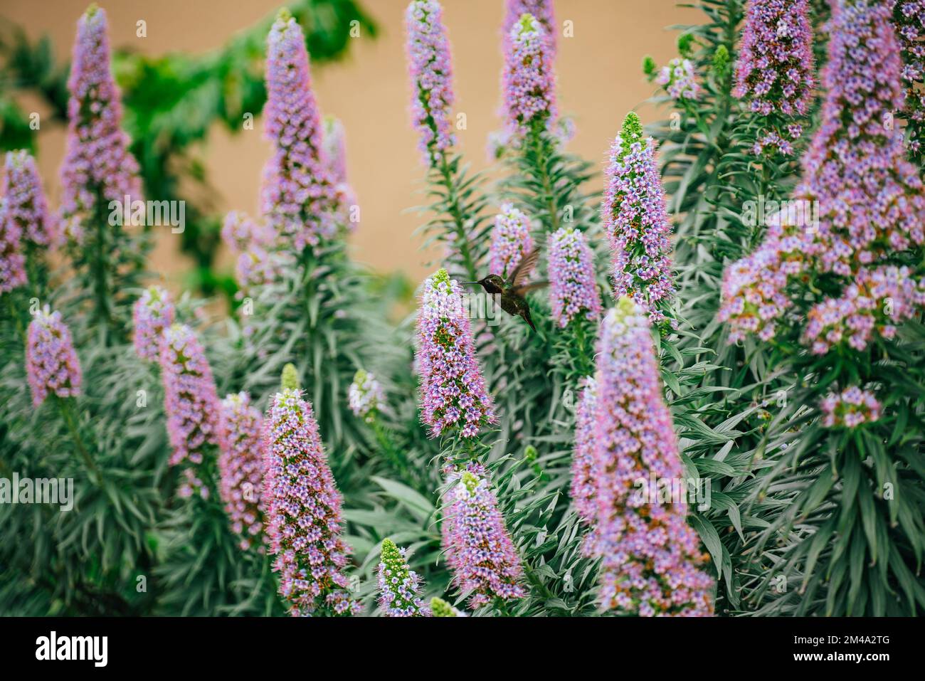 The Pride of Madeira flowers i bloom, Echium candicans, beautiful tropical evergreen flowers in bloom Stock Photo