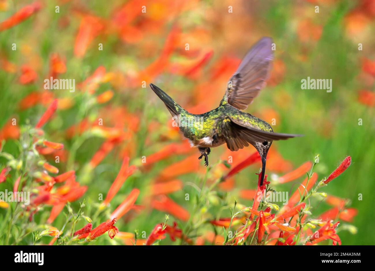 A Broad-tailed Hummingbird sipping nectar from an Orange Penstemon flower. Stock Photo