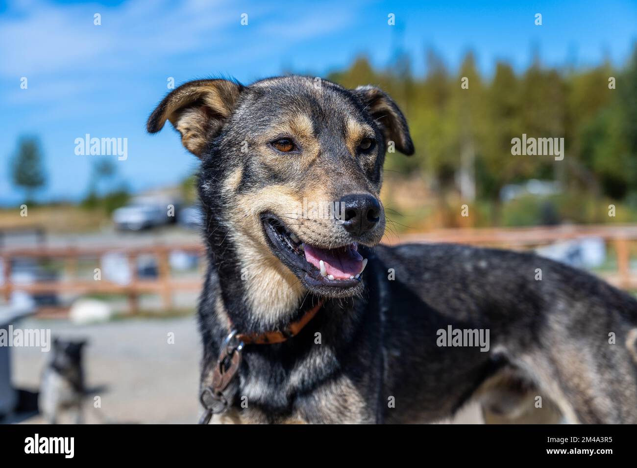A portrait of a Huntaway dog breed looking with blur garden trees Stock Photo