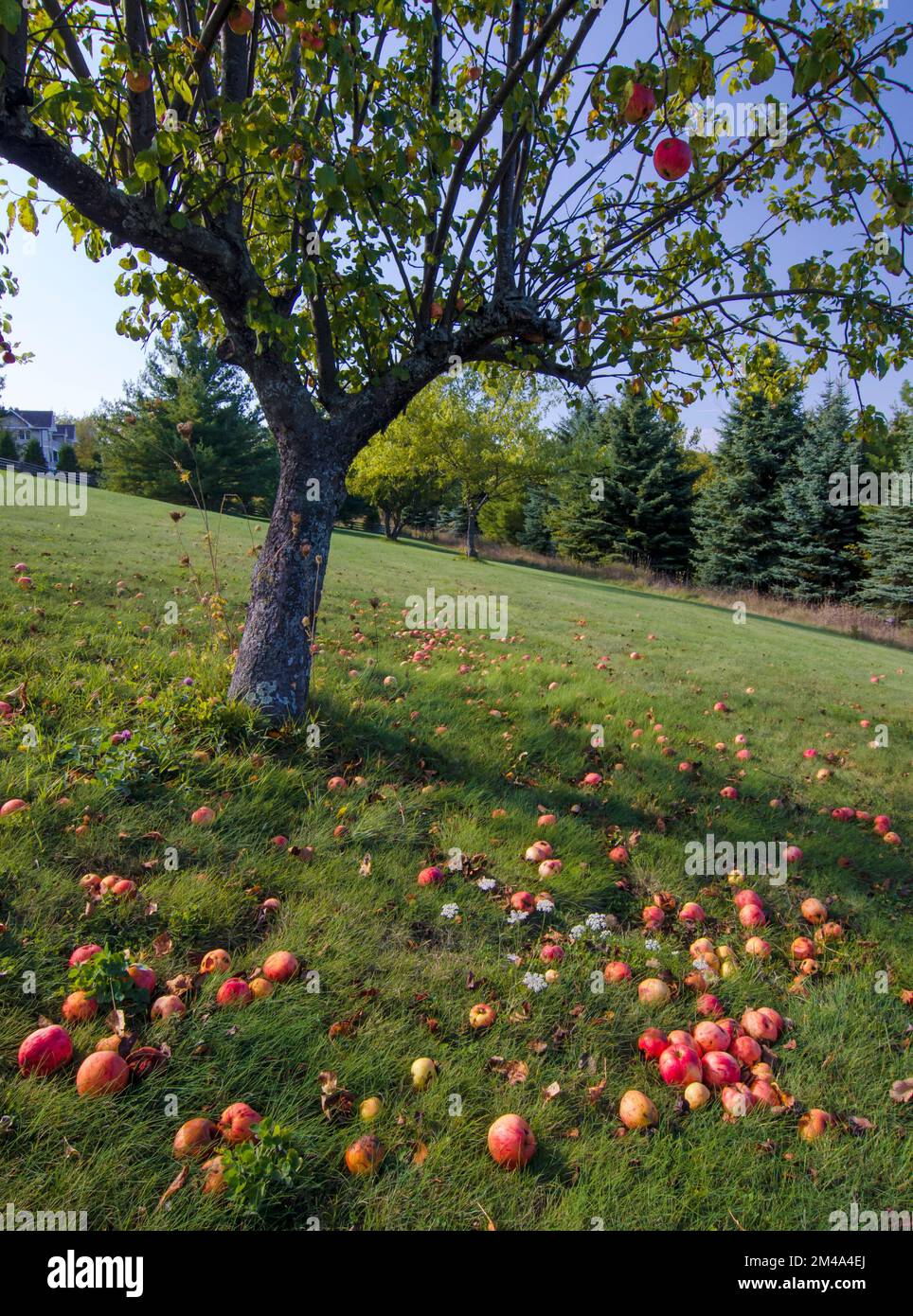 Apples lie on the ground under a fallow apple tree, Grand View