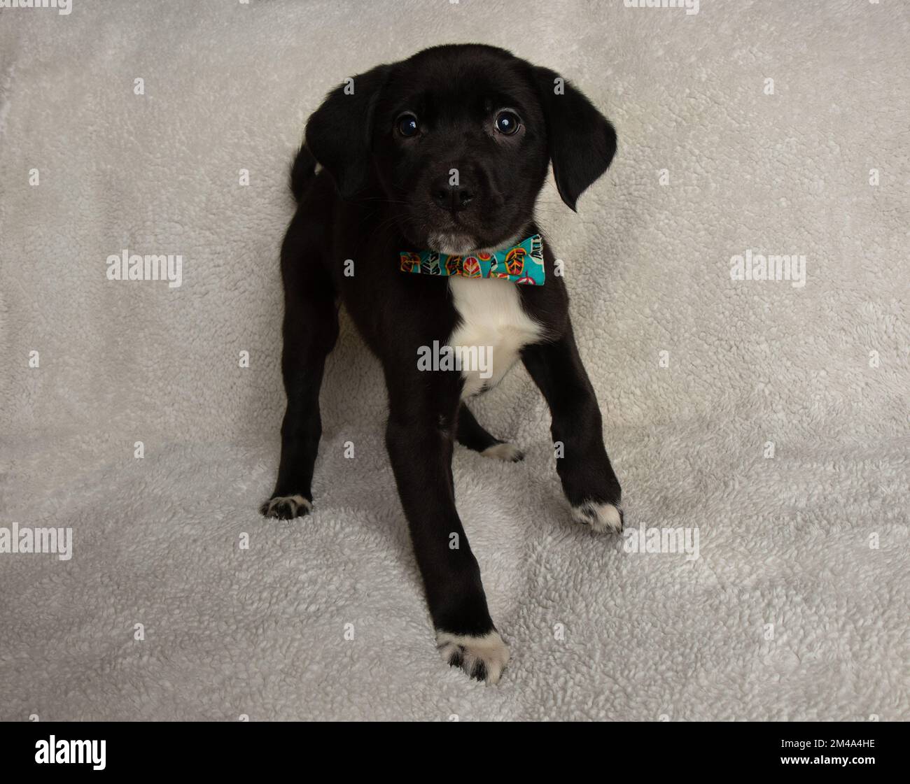 cute black and white young mastiff mix puppy standing with paw up Stock Photo
