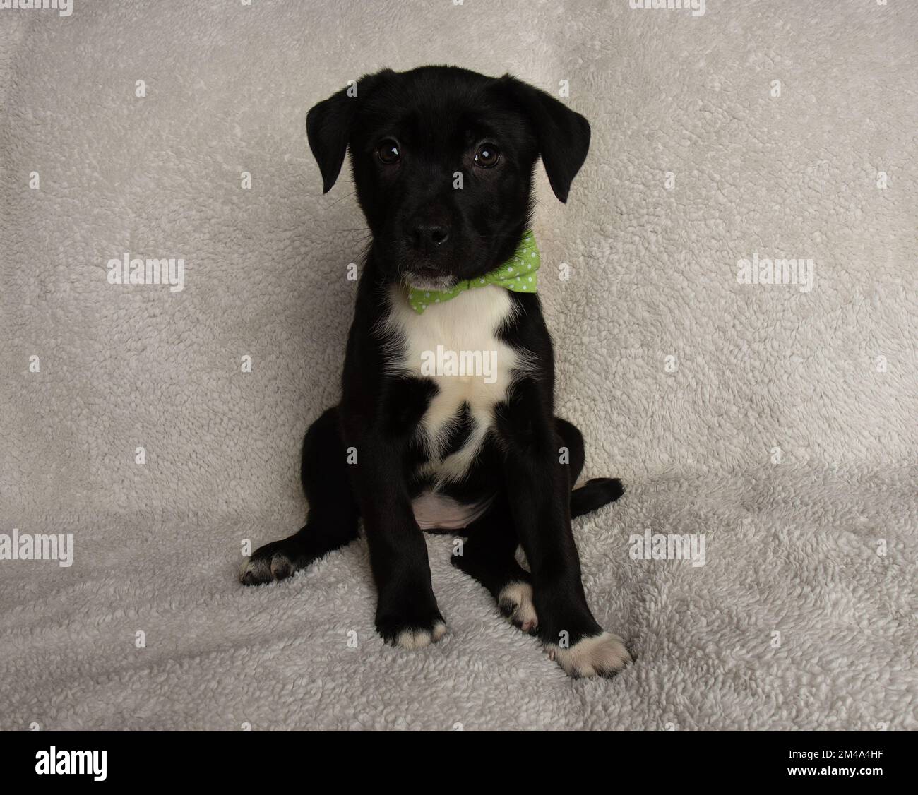 cute black and white young mastiff mix puppy sitting down Stock Photo