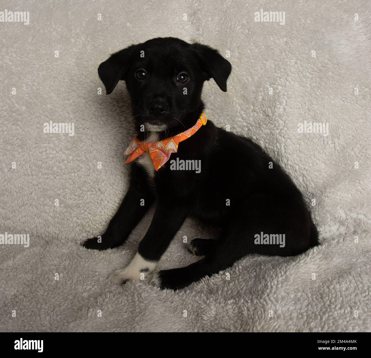cute black and white young mastiff mix puppy sitting down portrait Stock Photo