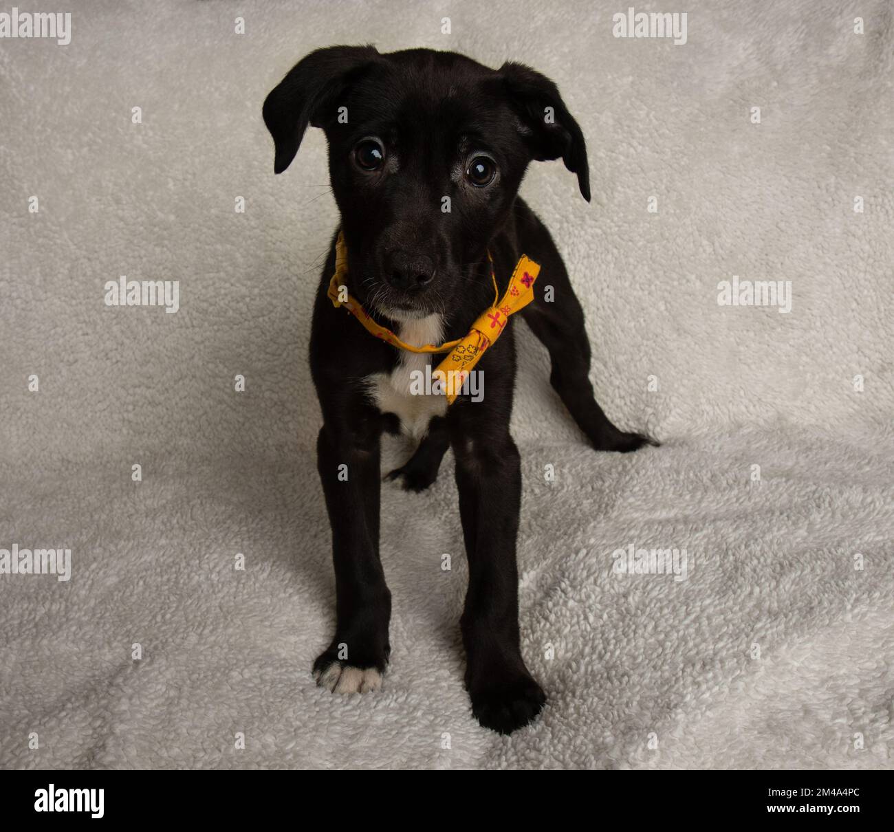 cute black and white young mastiff mix puppy standing looking at camera Stock Photo