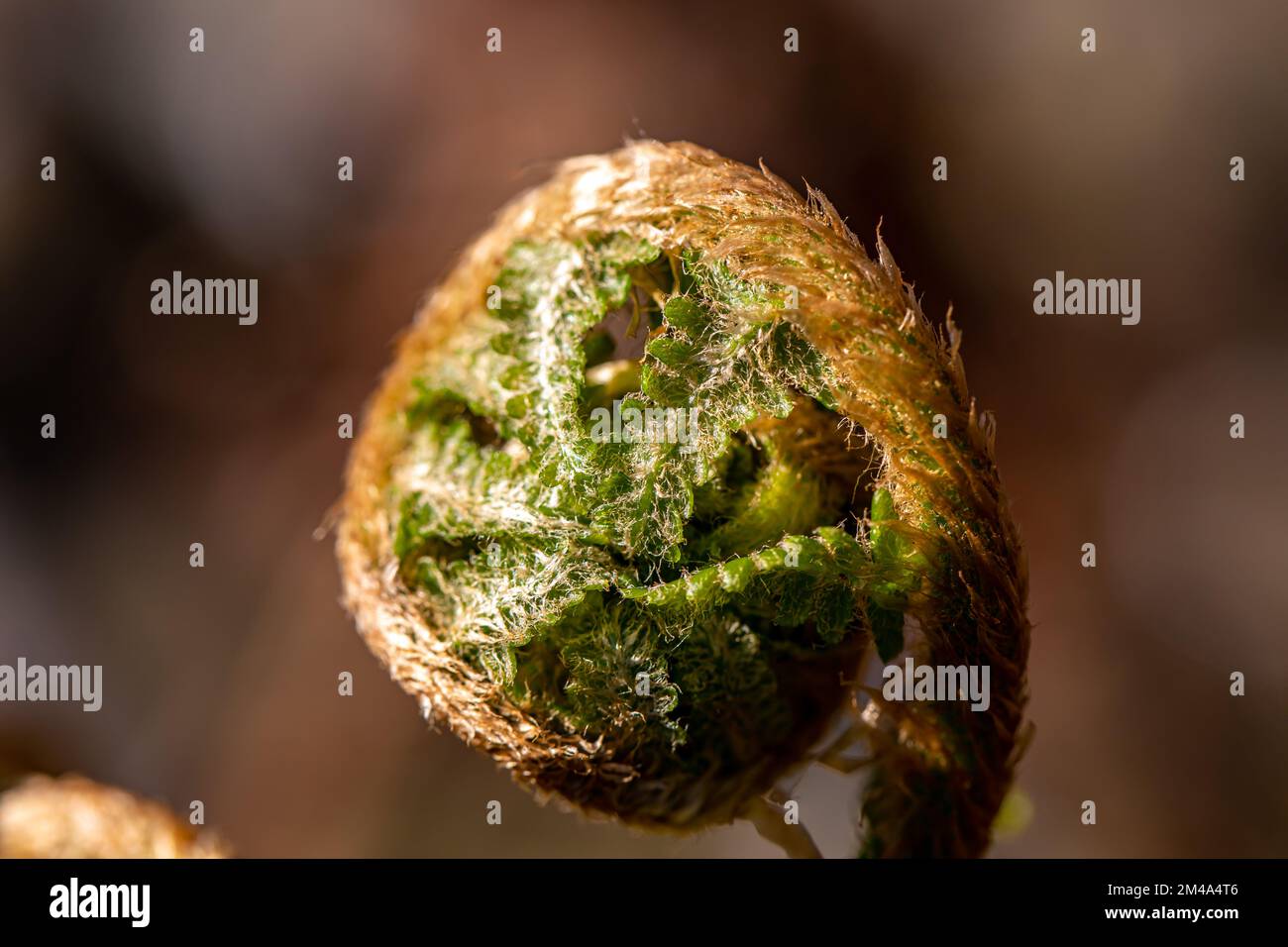 Dryopteris filix-mas flower growing in forest Stock Photo