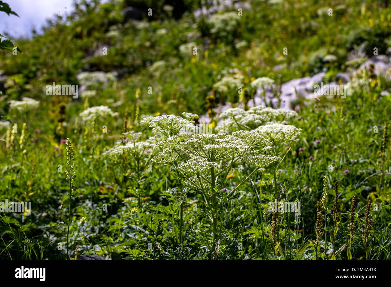 Pleurospermum austriacum flower growing in mountains Stock Photo