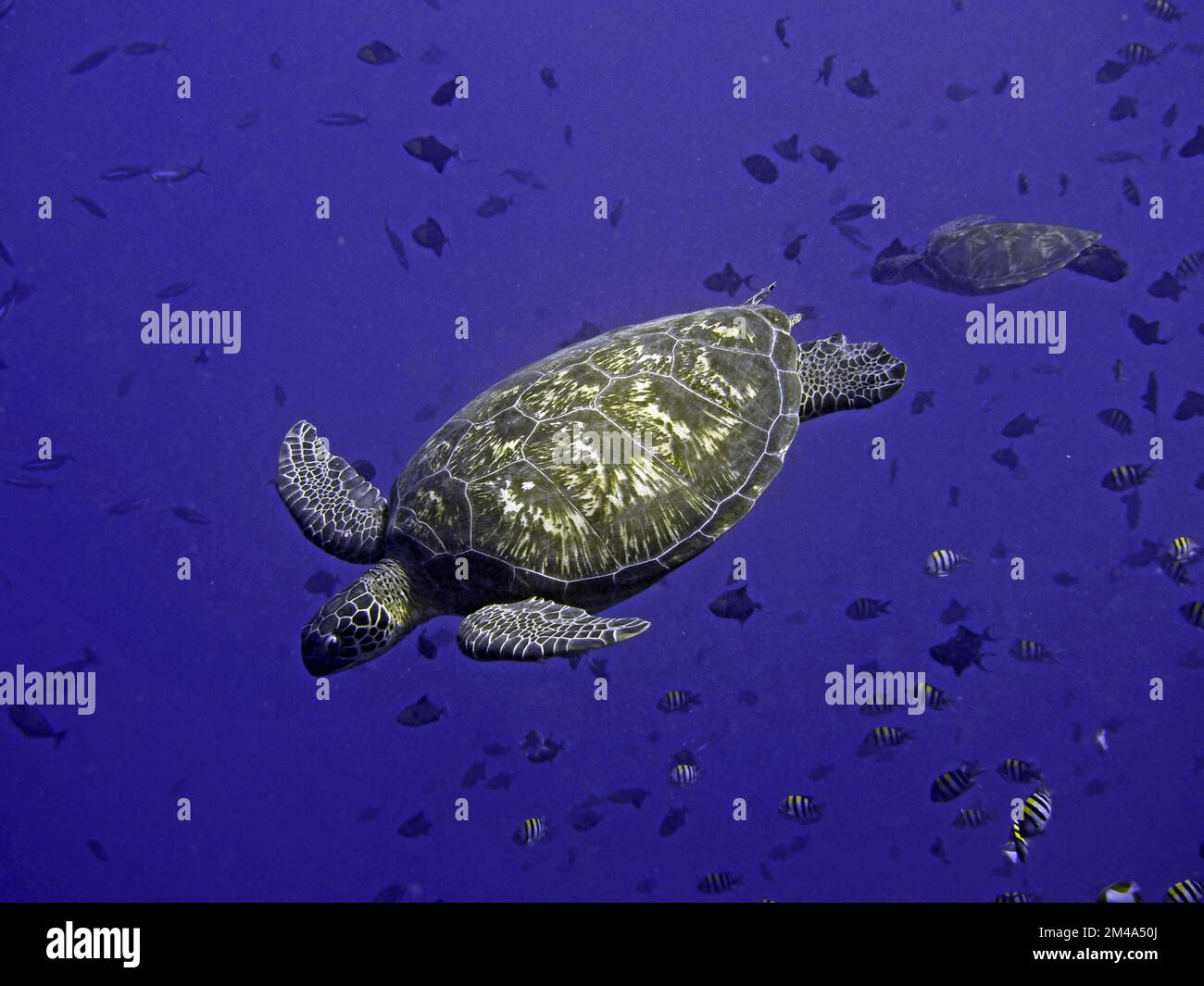 More macro love: turtles and flamboyant cuttlefish Stock Photo - Alamy