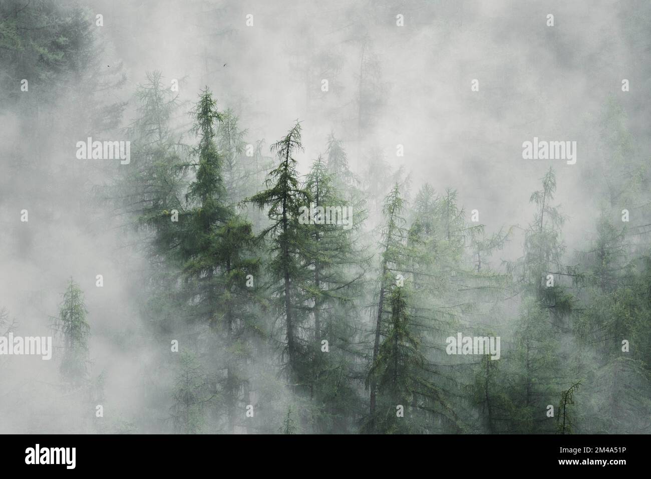 The pine trees in a forest on a foggy day perfect for backgrounds and ...