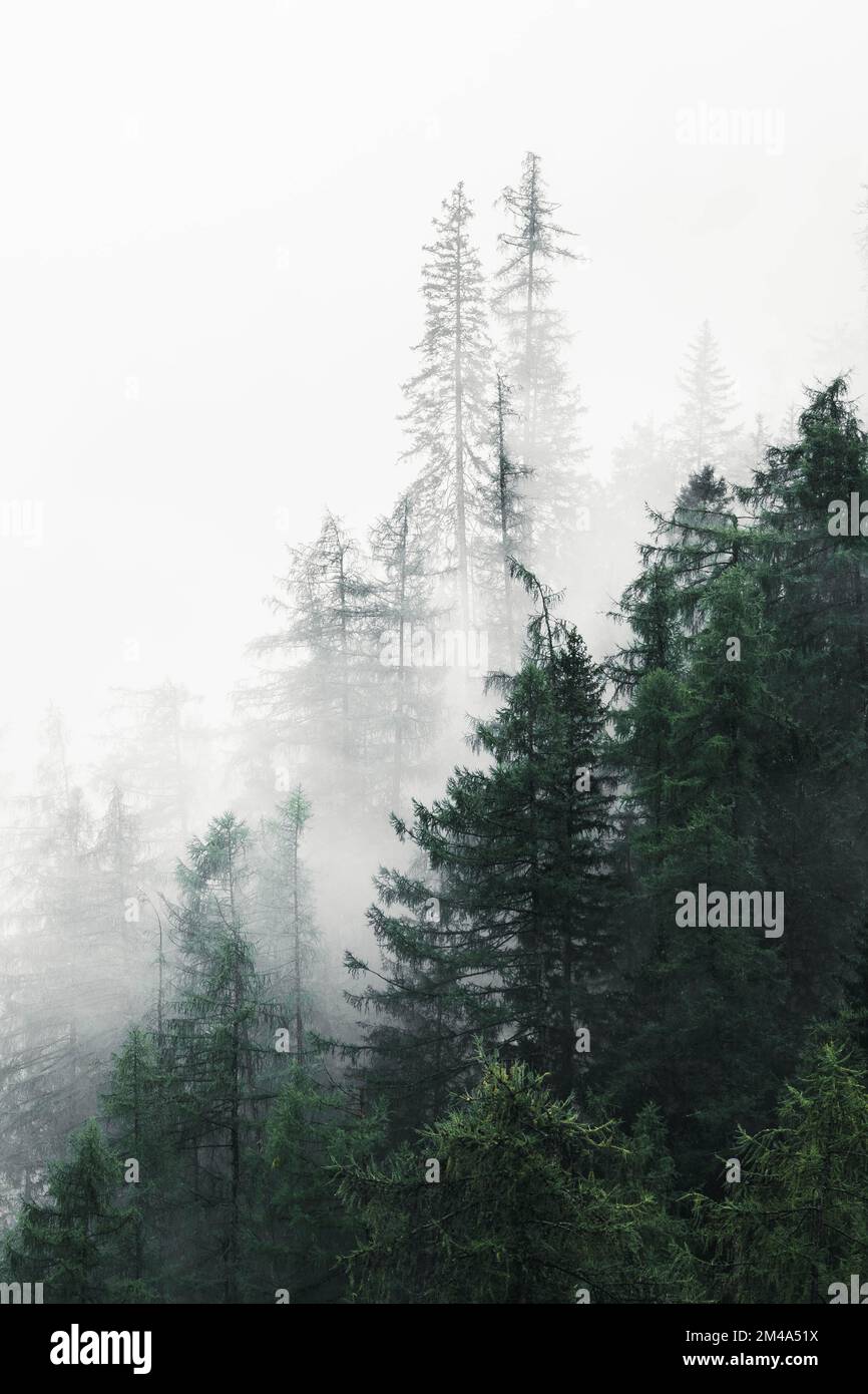 A vertical shot of pine trees in a forest on a foggy day perfect for ...