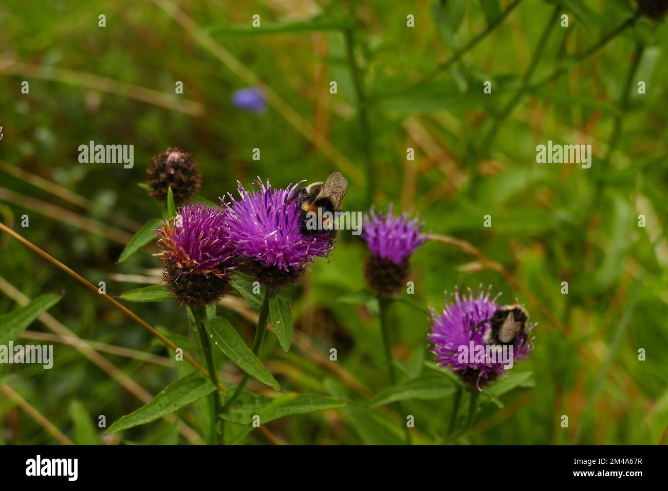 A closeup of bees sipping nectar from thistle flowers Stock Photo
