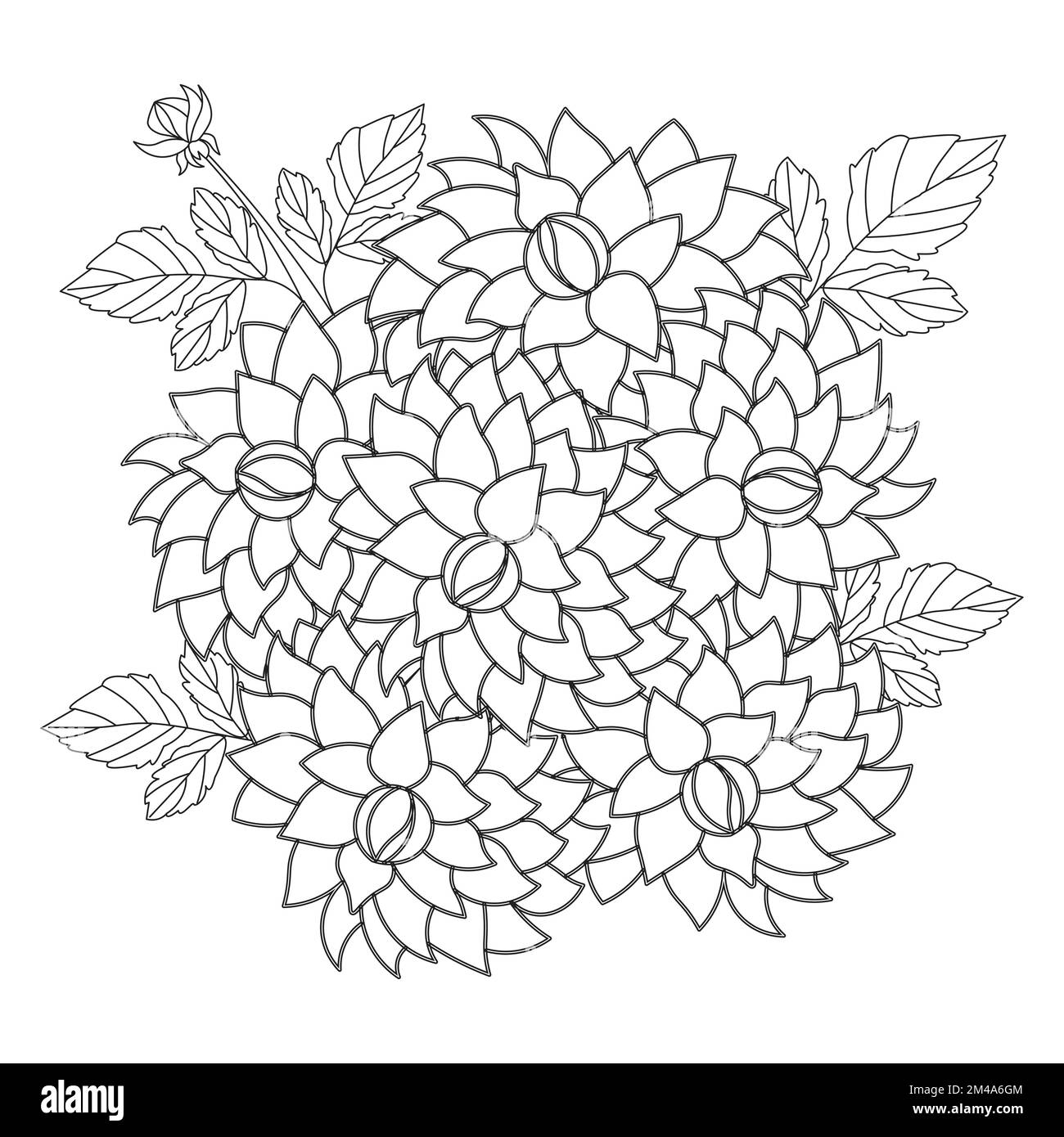dahlia flower illustration with pencil stroke in doodle art design of coloring page design 2M4A6GM