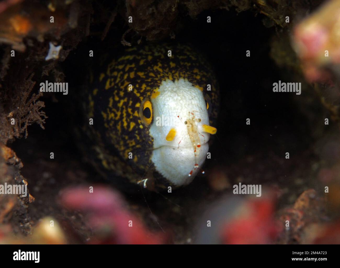 More macro love: turtles and flamboyant cuttlefish Stock Photo - Alamy