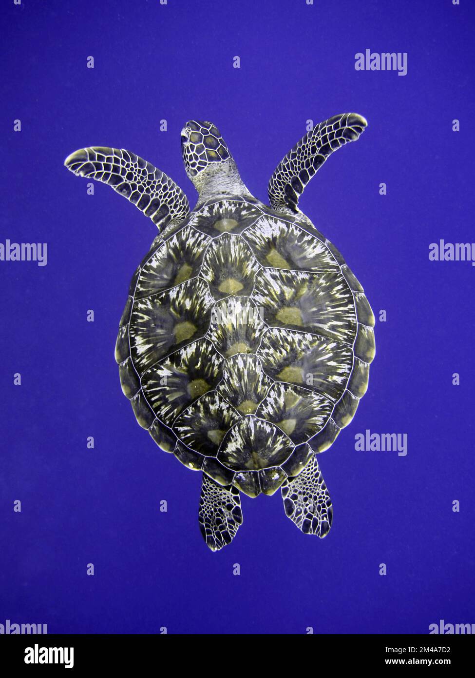 More macro love: turtles and flamboyant cuttlefish Stock Photo - Alamy