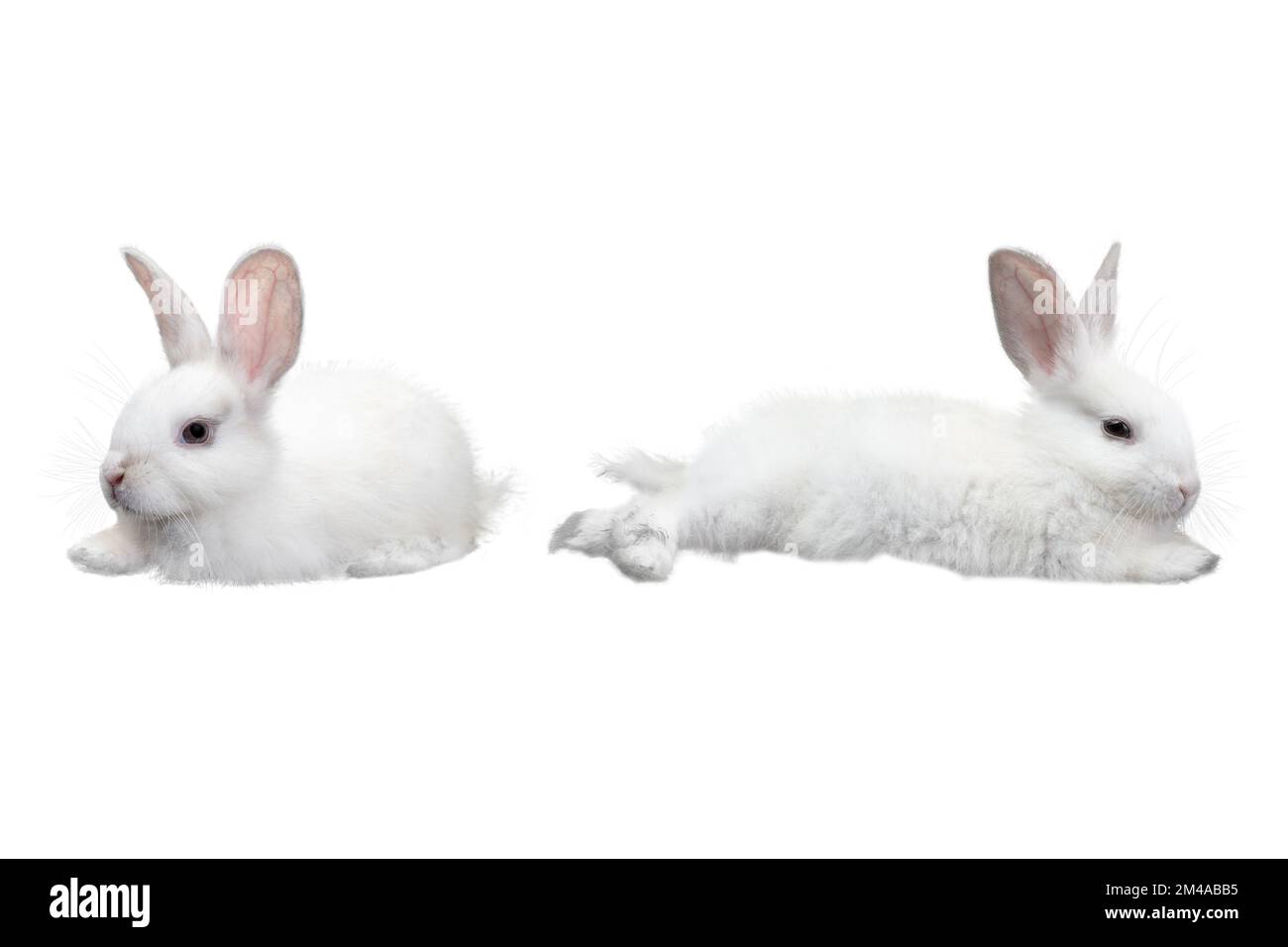 White little rabbit isolated over white background Stock Photo