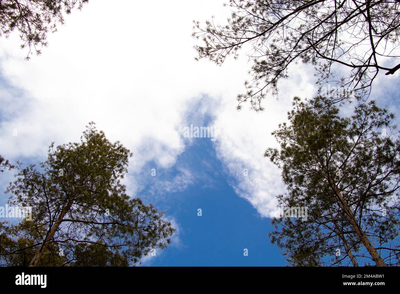 conifer and sky with clouds bottom to top view in the afternoon Stock Photo