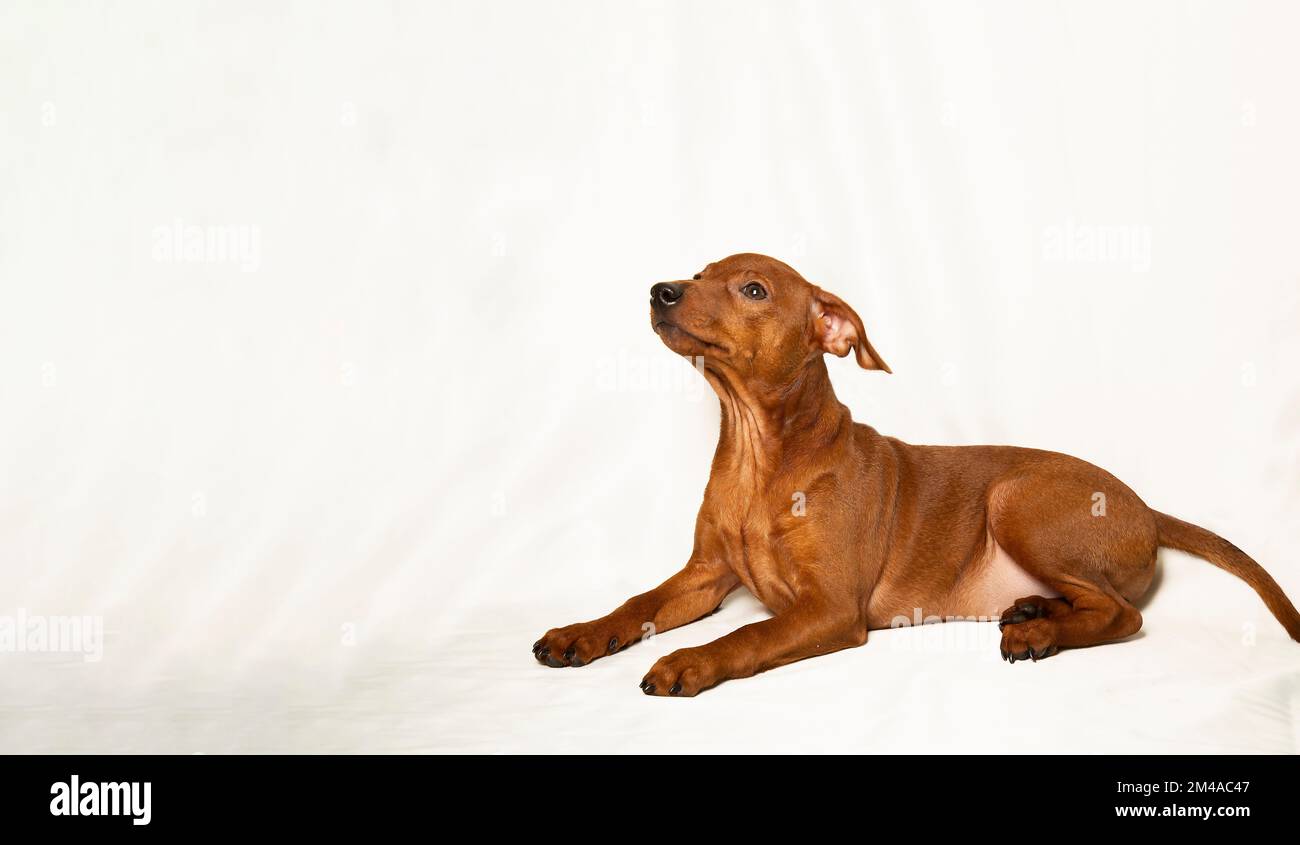 The puppy stands on a white background. Smooth-haired, brown, purebred tsvergpinscher puppy. The dog looks away. Stock Photo