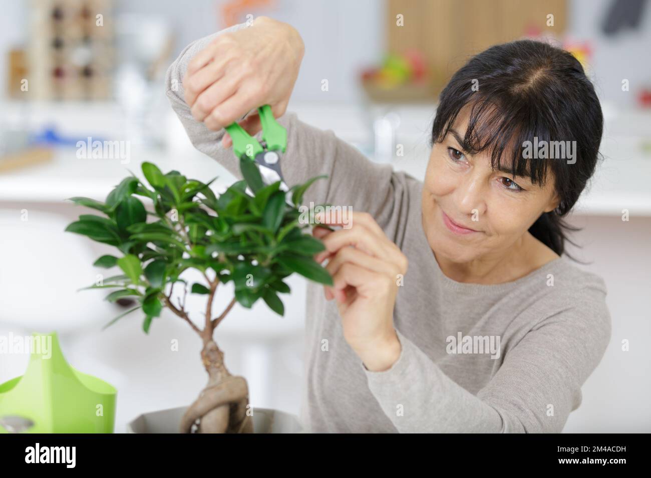 woman trimming a bonsai tree Stock Photo Alamy