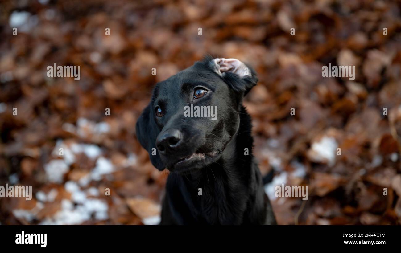 Ear folded hires stock photography and images Alamy