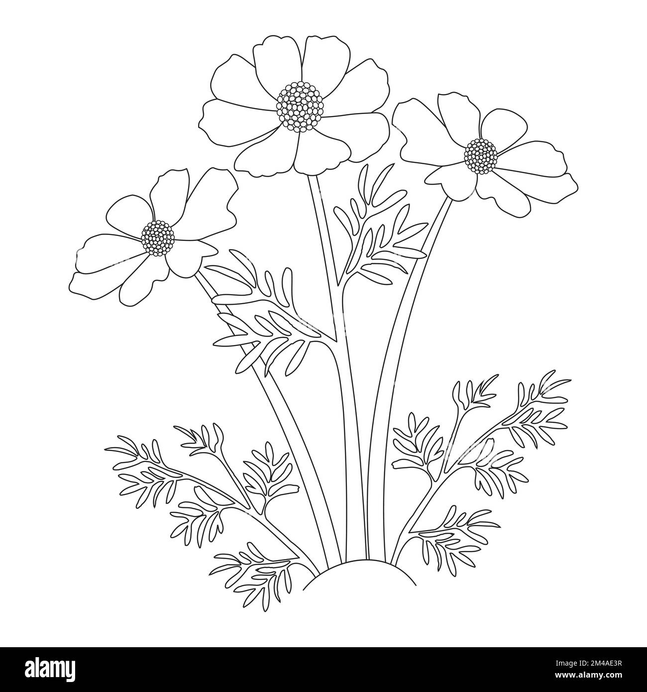 garden cosmos flower illustration coloring page with blooming petal line art design Stock Vector