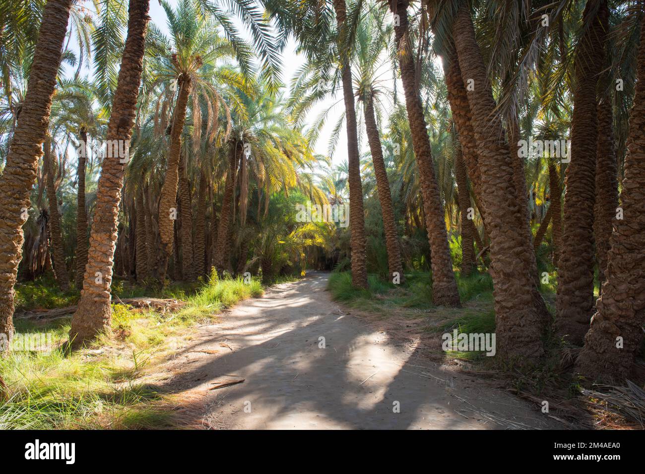 Dirt track road through rural african countryside egyptian date palm