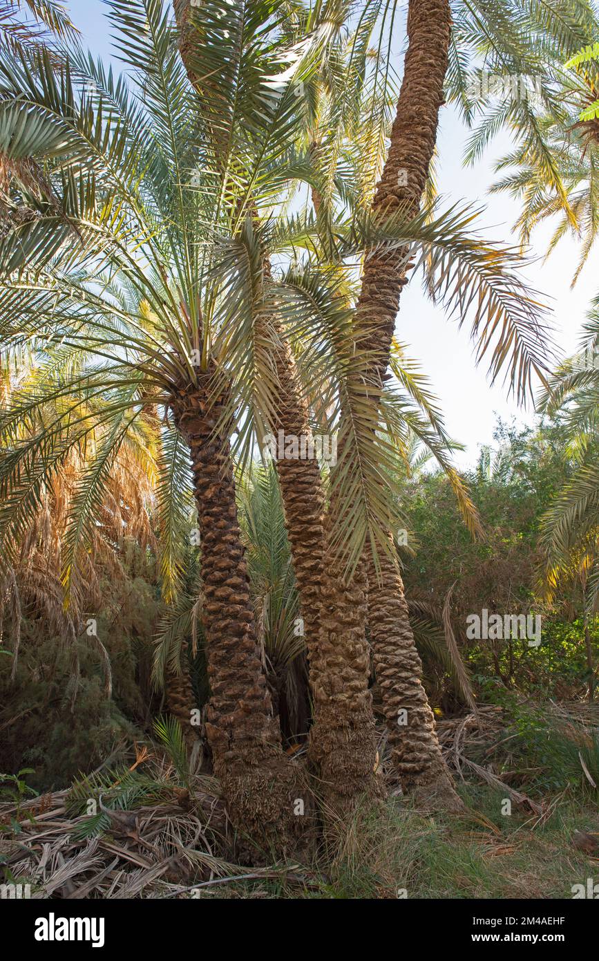 Landscape view of tall large date palm tree phoenix dactylifera in
