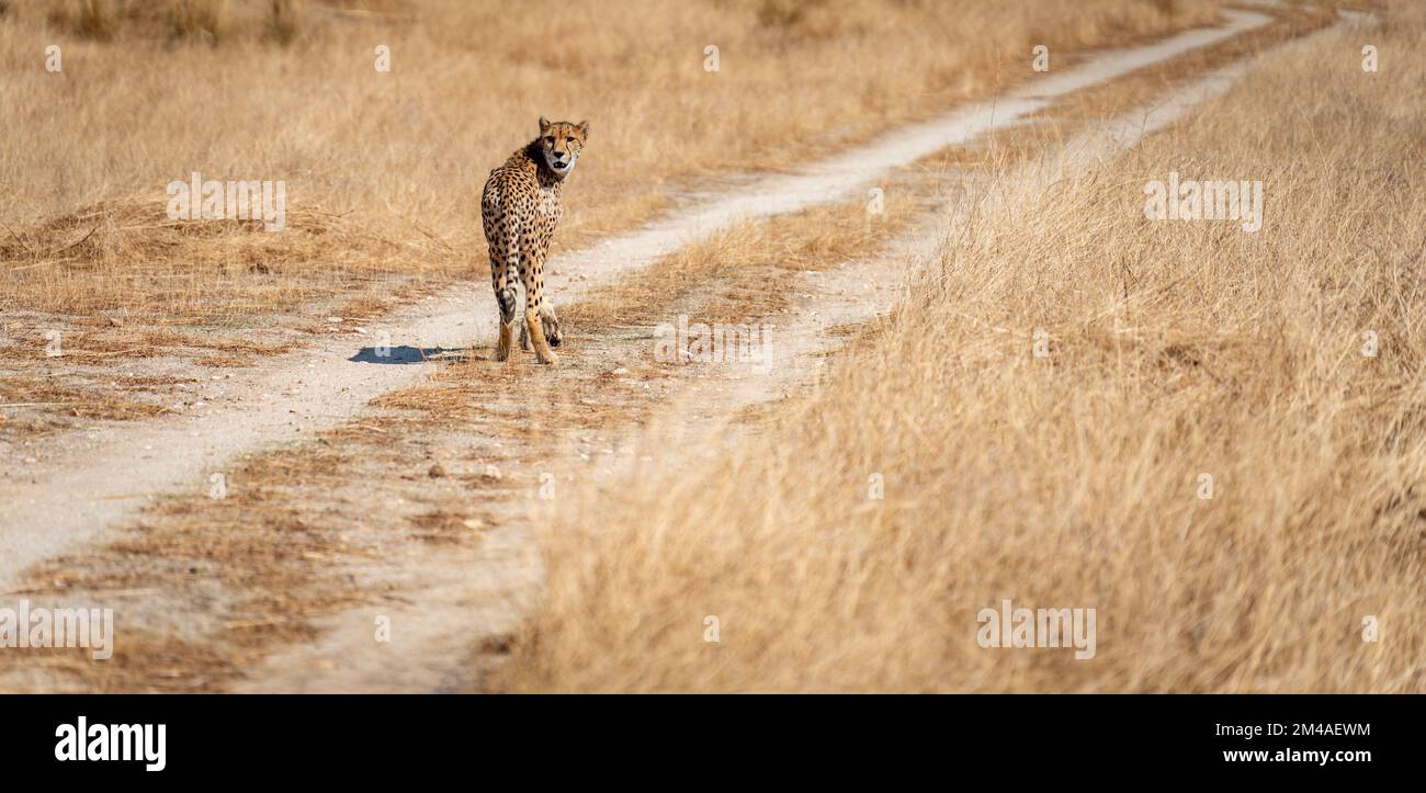Long shot of cheetah over the track looking back Stock Photo