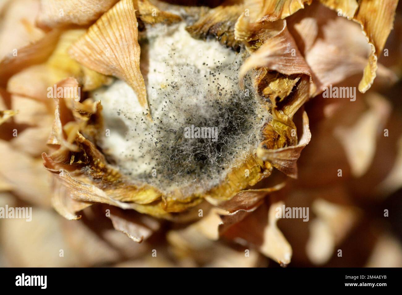 A close up of green mold on root of spoiled pineapple fruit showing the