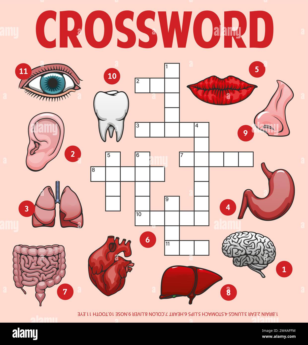 Parts of the heart quiz