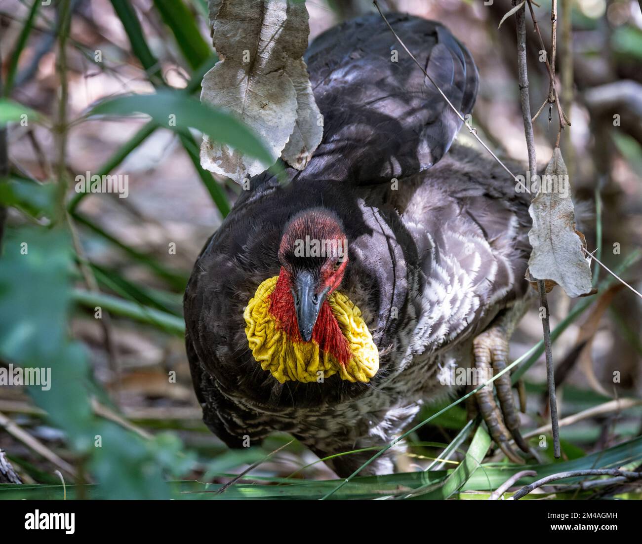 Close up of a wild Bush Turkey in the bush in New South Wales, Australia Stock Photo