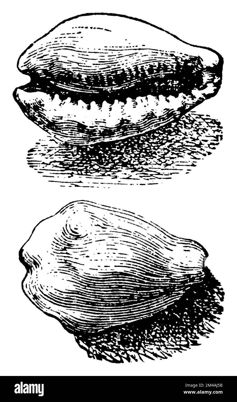 cowry, Monetaria moneta,  (encyclopedia, 1898), Kauri, cauri Stock Photo
