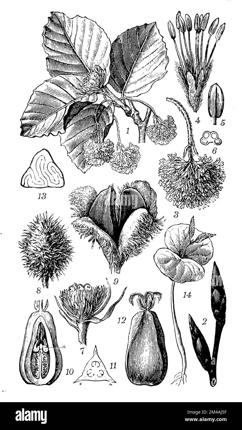 beech, Fagus sylvatica,  (encyclopedia, 1898), Buche, hêtre Stock Photo