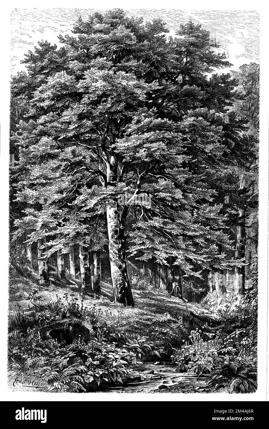 Old common beech fagus sylvatica Black and White Stock Photos & Images ...