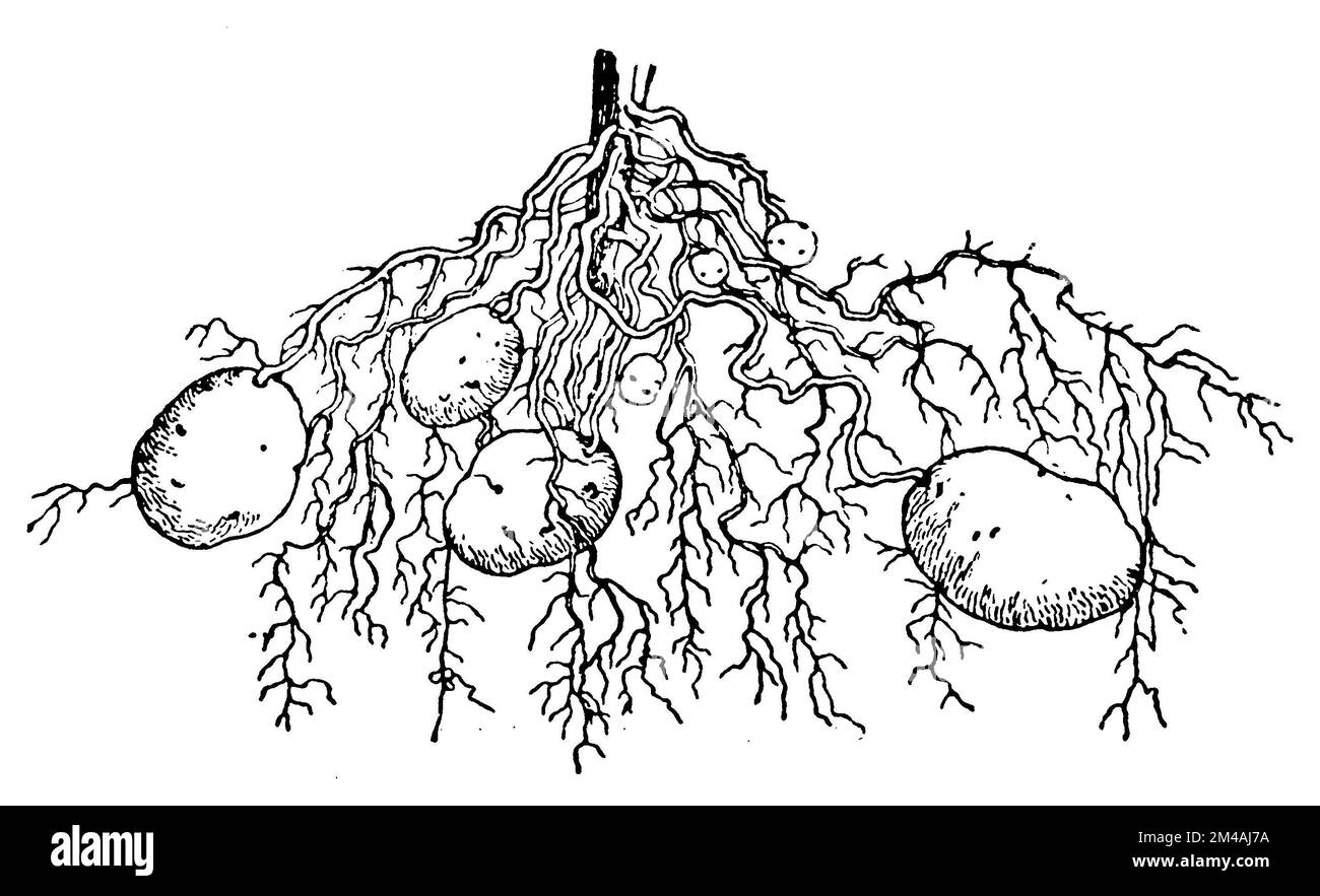 potato, rootstock, Solanum tuberosum,  (botany book, 1900), Kartoffel, Wurzelstock, pomme de terre, ou patate, rhizome Stock Photo