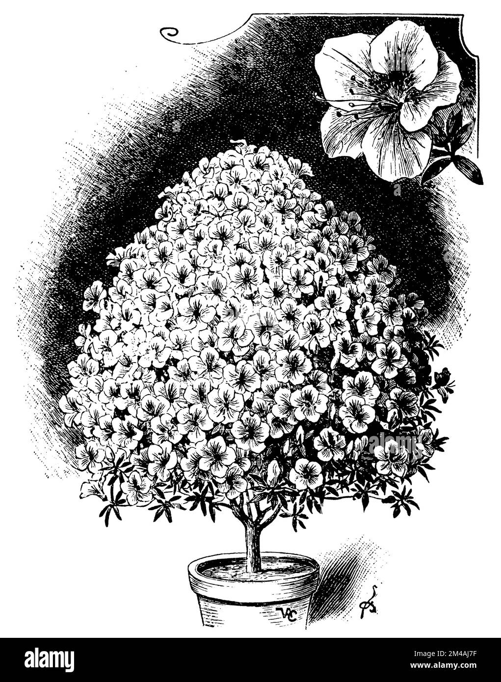 Satsuki azalea, Rhododendron indicum,  (, 1911), Rhododendron indicum, Rhododendron indicum Stock Photo