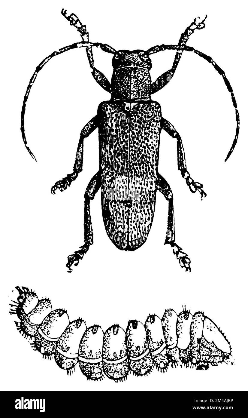 Saperda carcharias Beetle and larva, Saperda carcharias,  (, ), Großer Pappelbock Käfer und Larve, grande saperde Coléoptère et larve Stock Photo