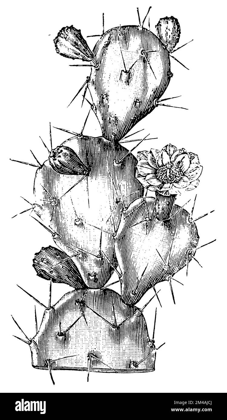 Opuntia monacantha, Opuntia monacantha, Strasburger, Eduard (1844-1912) (botany book, 1900), Opuntia monacantha, Opuntia monacantha Stock Photo