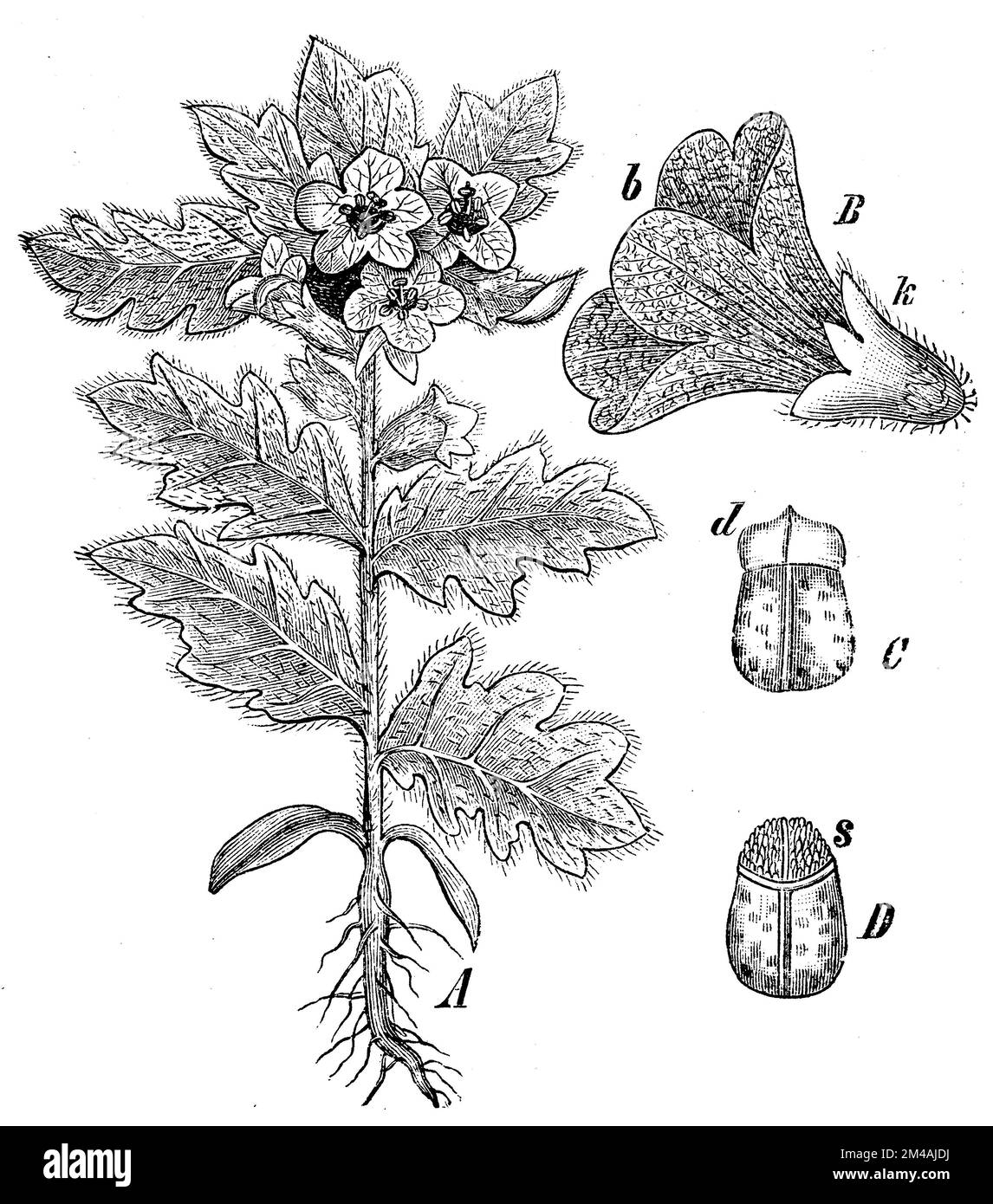 stinking nightshade or black henbane, A whole plant, B flower, seen from the side: b. Corolla; K. calyx. C. Capsule, freed from calyx; d. Lid, D. Capsule without lid; s. Seed., Hyoscyamus niger,  (schoolbook, 1908), Schwarzes Bilsenkraut, A ganze Pflanze, B. Blüte, von der Seite gesehen: b. Blumenkrone; K. Kelch. C. Kapsel, vom Kelche befreit; d. Deckel, D. Kapsel ohne Deckel; s. Same, jusquiame noireA. Plante entière, B. Fleur, vue de côté : b. Corolle de la fleur ; K. Calice. C. Capsule, libérée du calice ; d. Opercule, D. Capsule sans opercule ; s. Graine Stock Photo