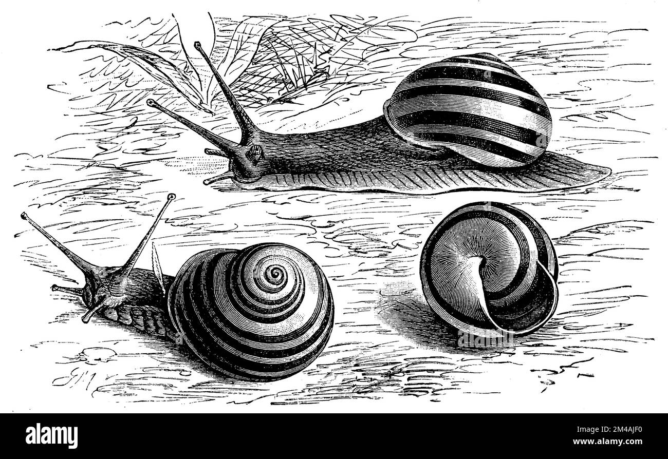Grove snail, Cepaea nemoralis, G.M. (schoolbook, 1908), Hain-Bänderschnecke, Escargot des bois Stock Photo