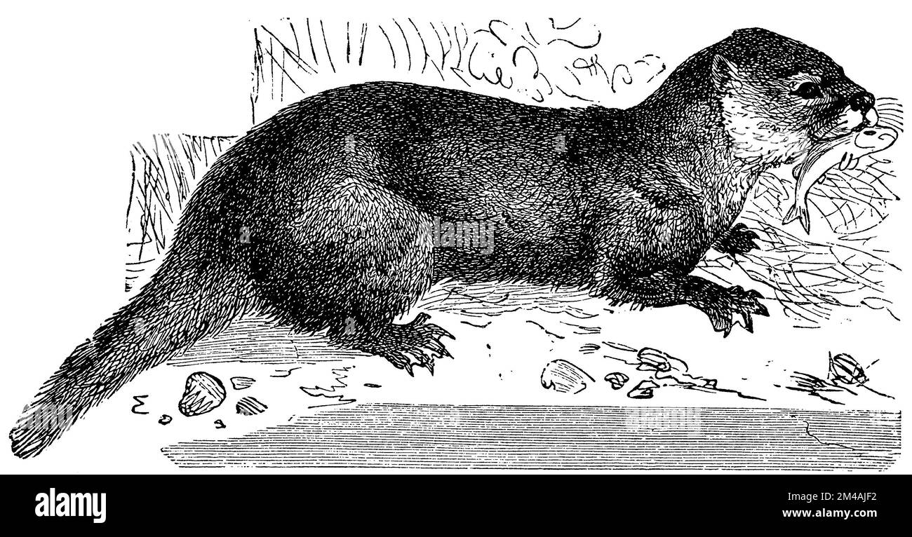 European Otter, Lutra lutra, (schoolbook, 1908), Eurasischer Fischotter