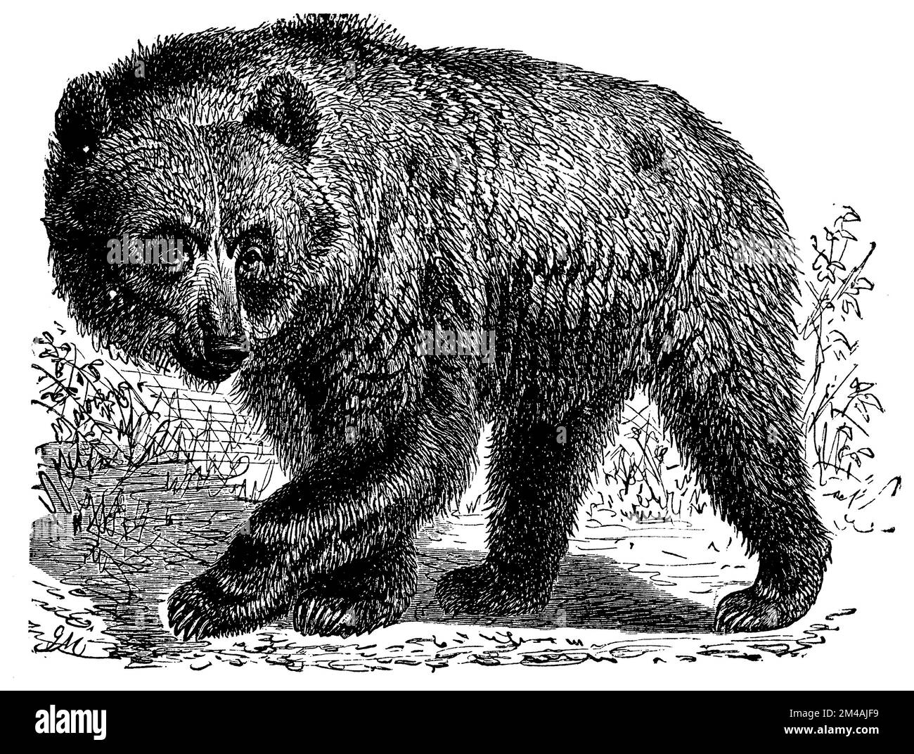 brown bear, Ursus arctos,  (schoolbook, 1908), Braunbär, ours brun Stock Photo